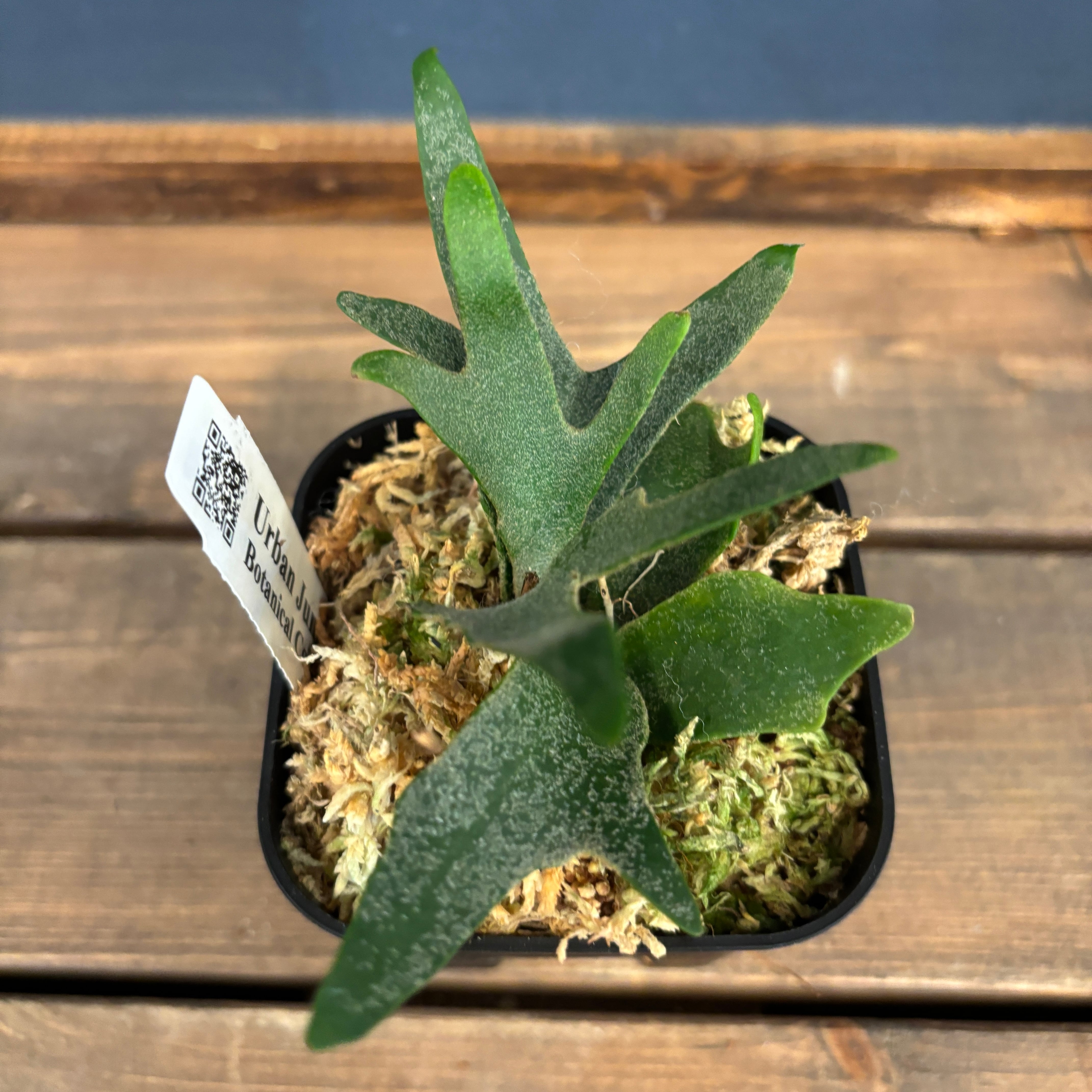 ビカクシダ バクテリア P. willinckii 'Bacteria' TC【816