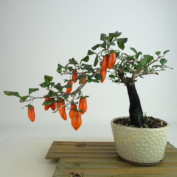 haniwa-bonsai_425-24300-02