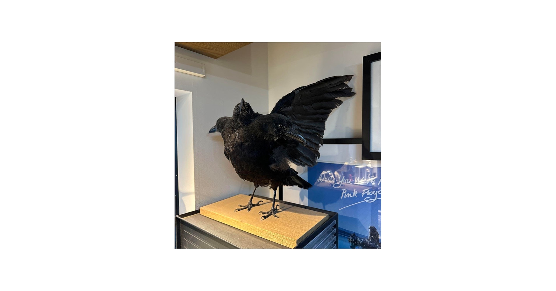 Amazon.co.jp: 奇形 カラス 烏 鴉 剥製 三つ首 はく製 Crow : おもちゃ