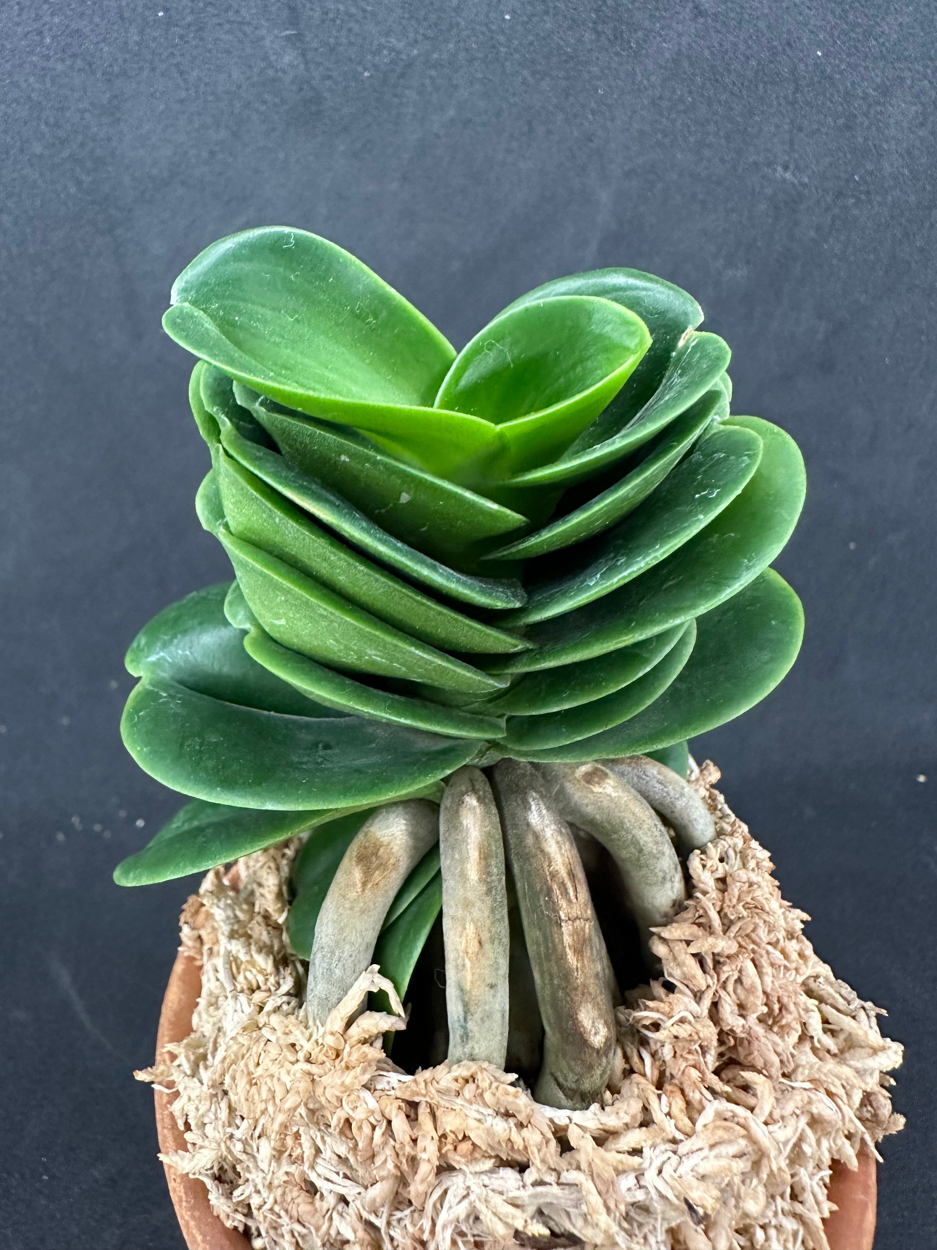 ナゴラン 名護蘭 達磨名護蘭 Sedirea Japonica Daruma-nagoran