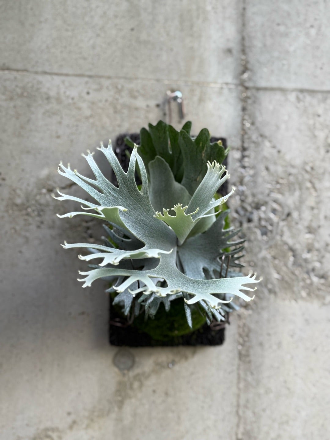 その後のビカクシダ バクテリア⑤ | calmplantsのビカクシダブログ