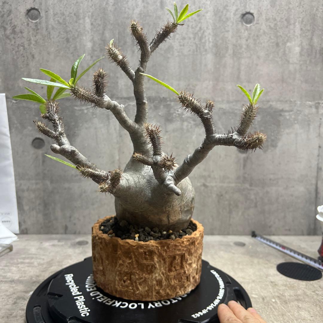 パキポディウム グラキリス 塊根植物 大株 現地球 発根済み fit=scale-down,w=1200